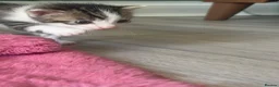 British Longhair cats for sale: 5 gorgeous kittens - Advert 7