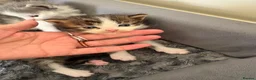 Maine Coon cats for sale: Maincoon kittens  - Advert 5
