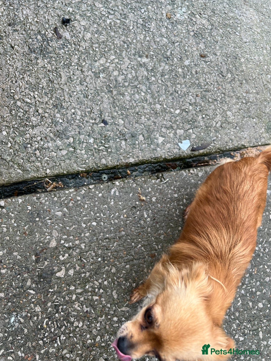 Chihuahua dogs for sale: Chihuahua pups for sale  in Shipley - Advert 3