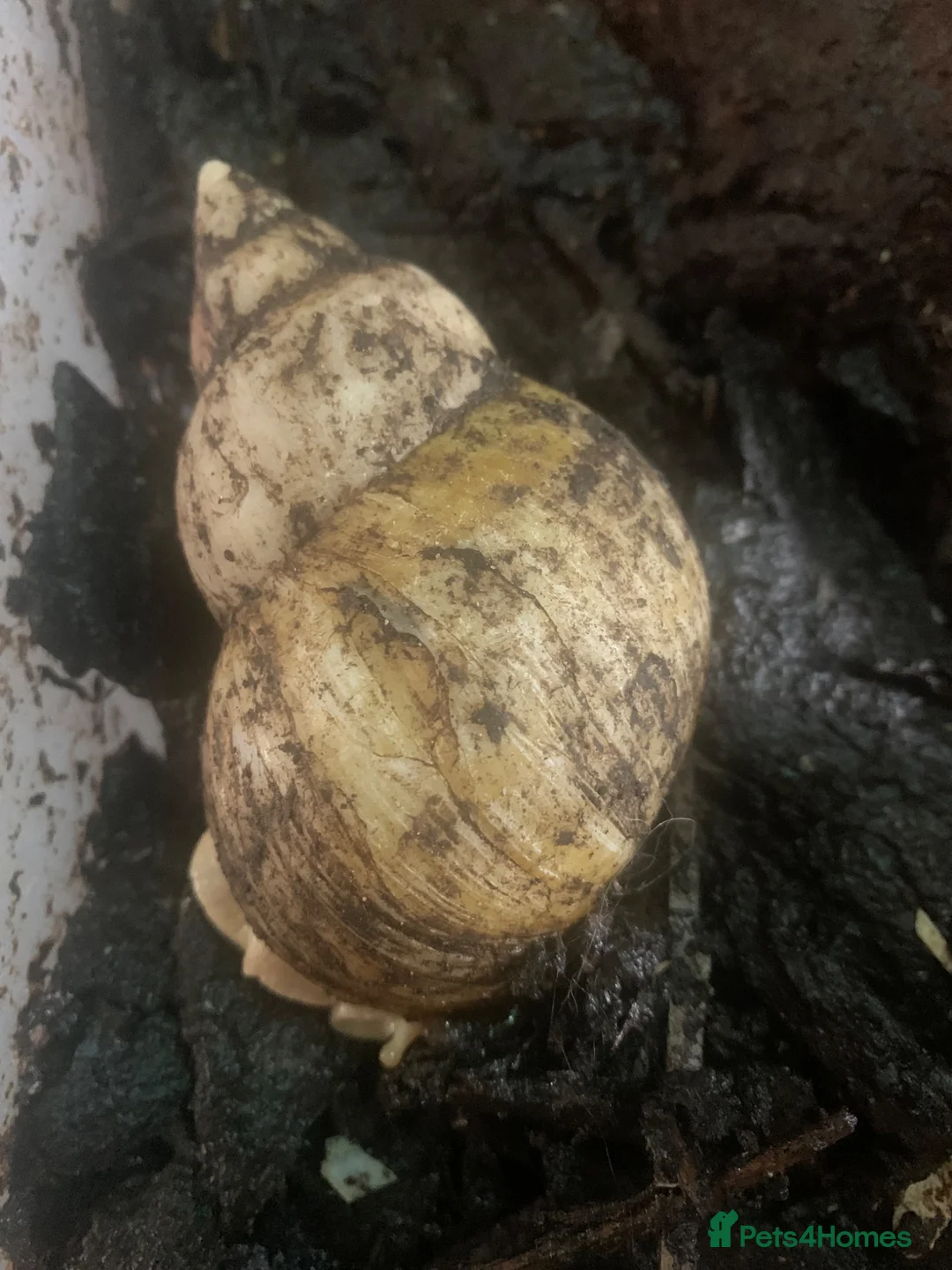 Snails invertebrates for sale: Jade albino giant African land snails  - Advert 7