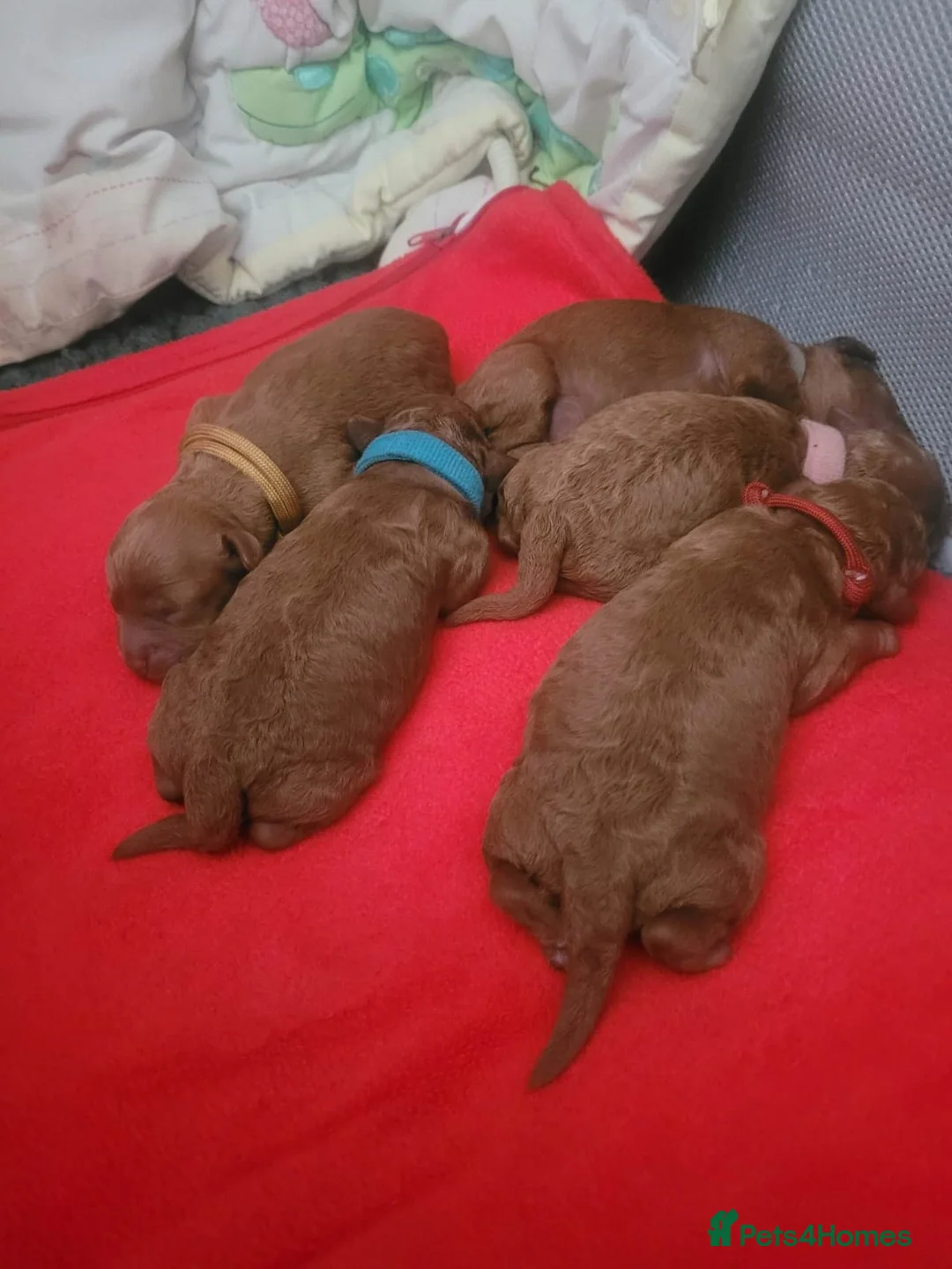 Toy Poodle dogs for stud:  stud toy poodle, KC reg and DNA tested and clear in Gloucester - Advert 19