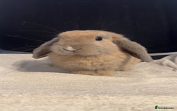 Mini Lop rabbits for sale: Mini lop  in Grays - Image 1