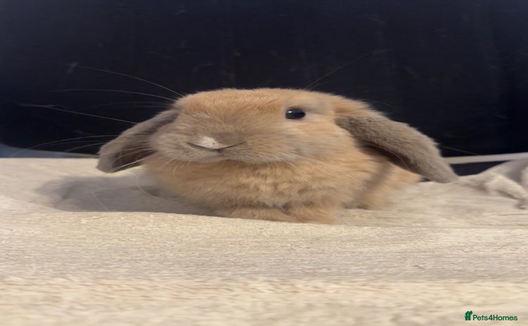 Mini Lop rabbits in Grays - Advert 15
