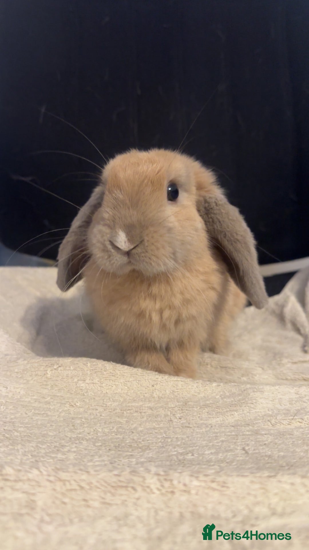 Mini Lop rabbits for sale: Mini lop  in Grays - Image 1
