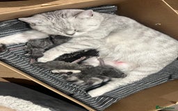 British Shorthair cats for sale: British shorthair kittens  - Image 10