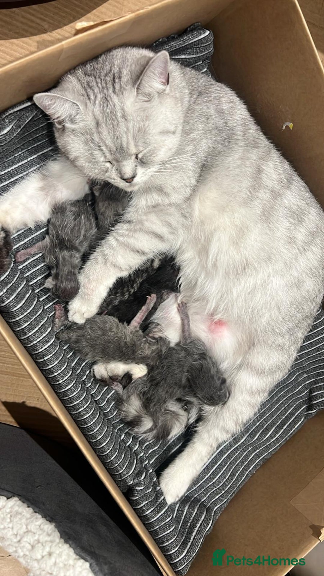 British Shorthair cats for sale: British shorthair kittens  - Image 10