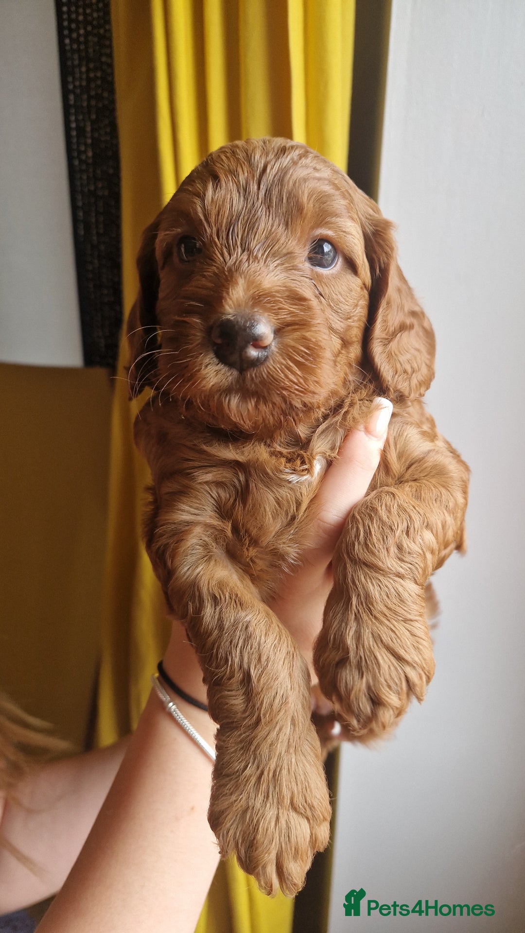 Cockapoo dogs for sale: Beautiful F1 Cockapoo Puppies– Ready @ 29th August - Image 4