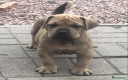 Mastiff dogs for sale: Boerboel x pressa - Image 4