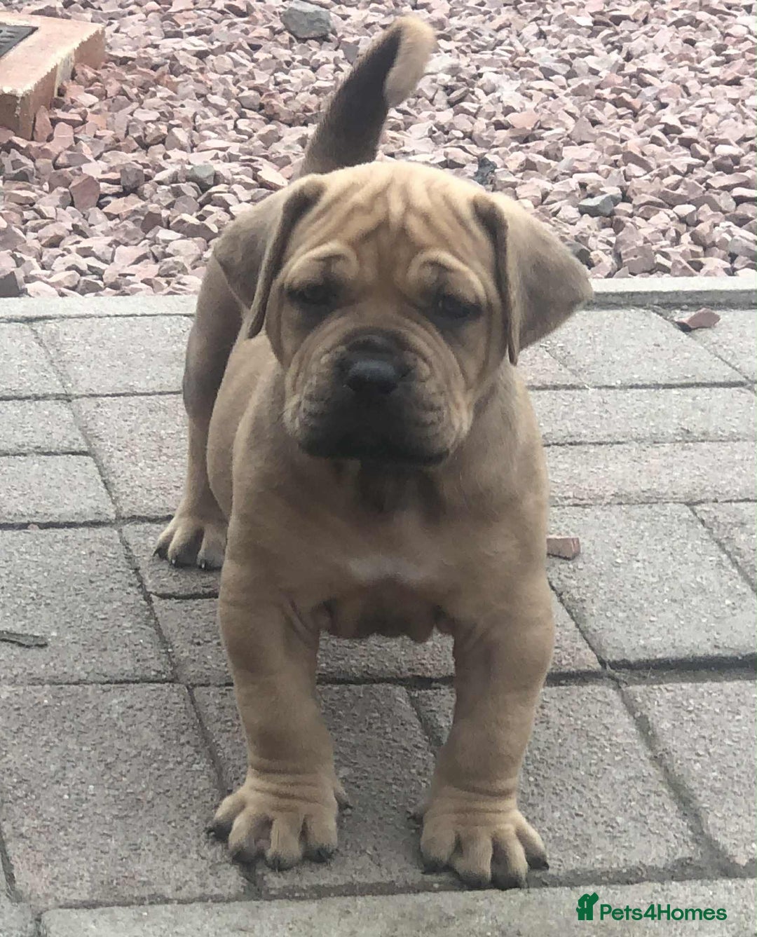 Mastiff dogs for sale: Boerboel x pressa - Image 4