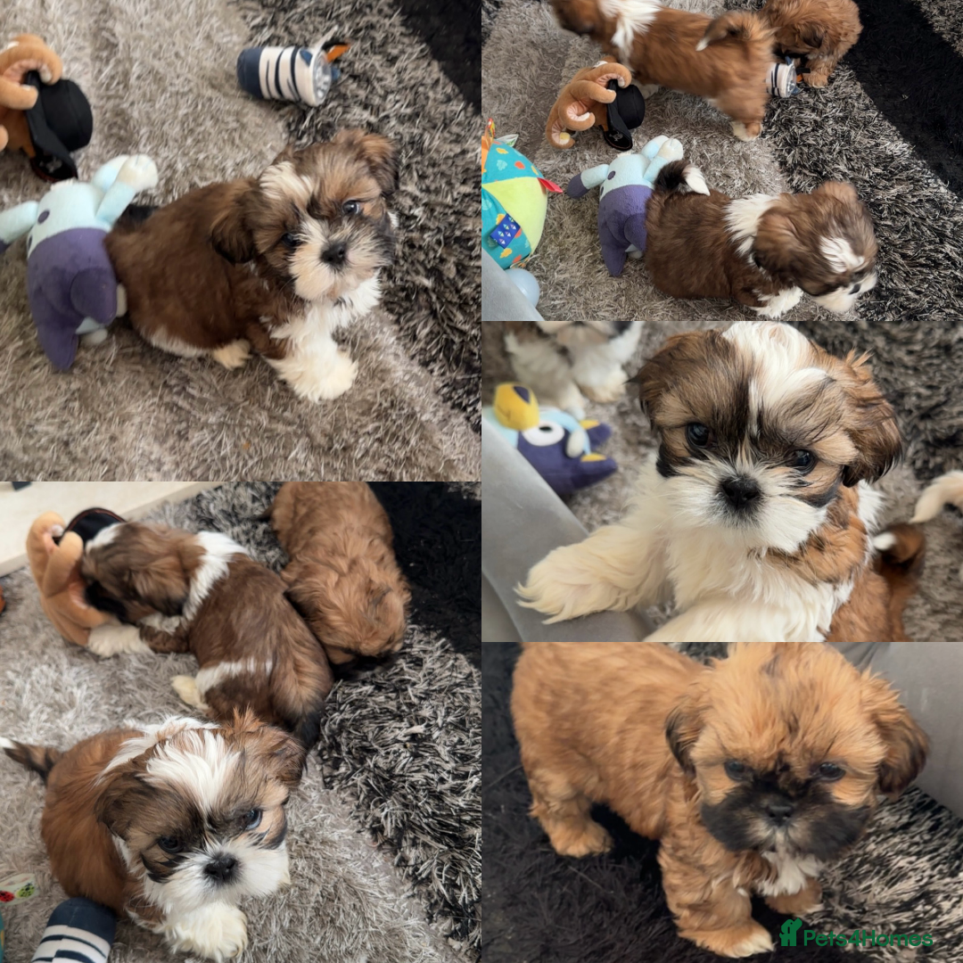 Shih Tzu dogs Stunning imperial shih tzu puppies  - Advert 1