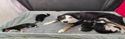 Border Collie dogs for sale: Border Collie Pups - Advert 10