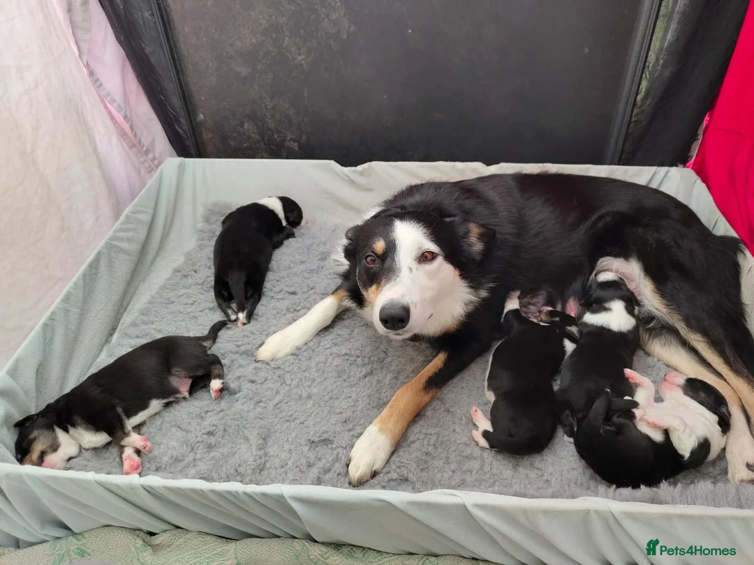 Border Collie dogs for sale: Border Collie Pups - Advert 10