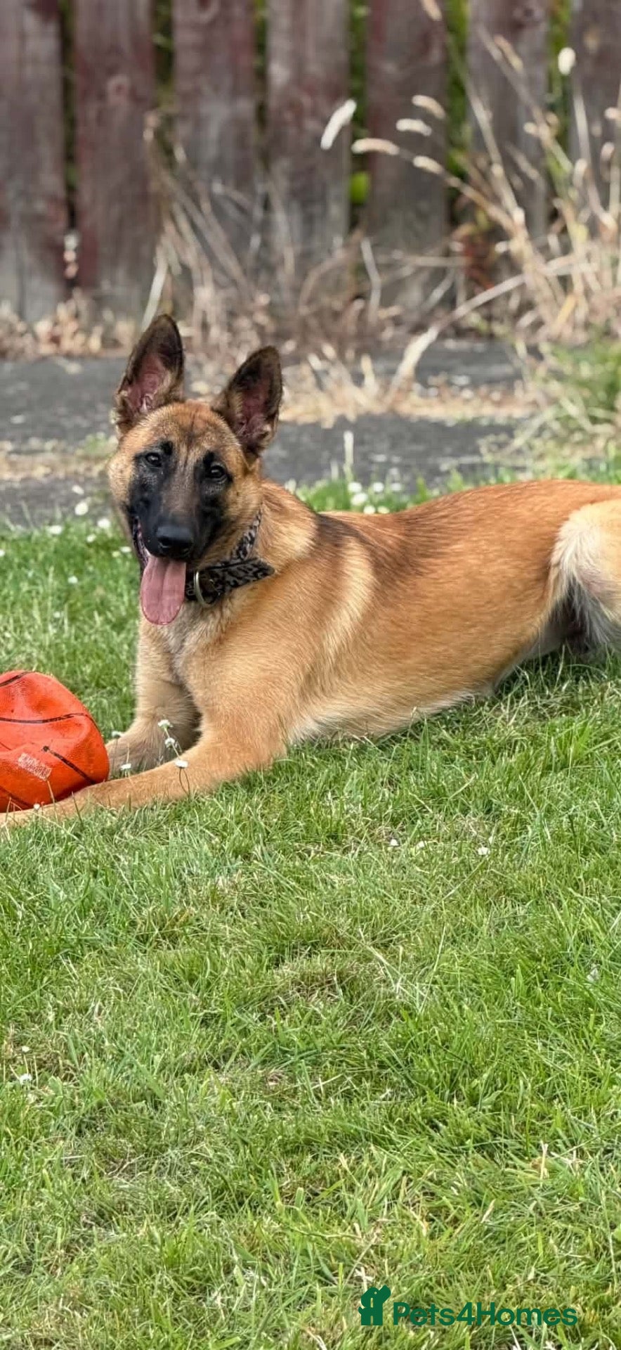 Mixed Breed dogs Shepinois bitch  - Advert 2