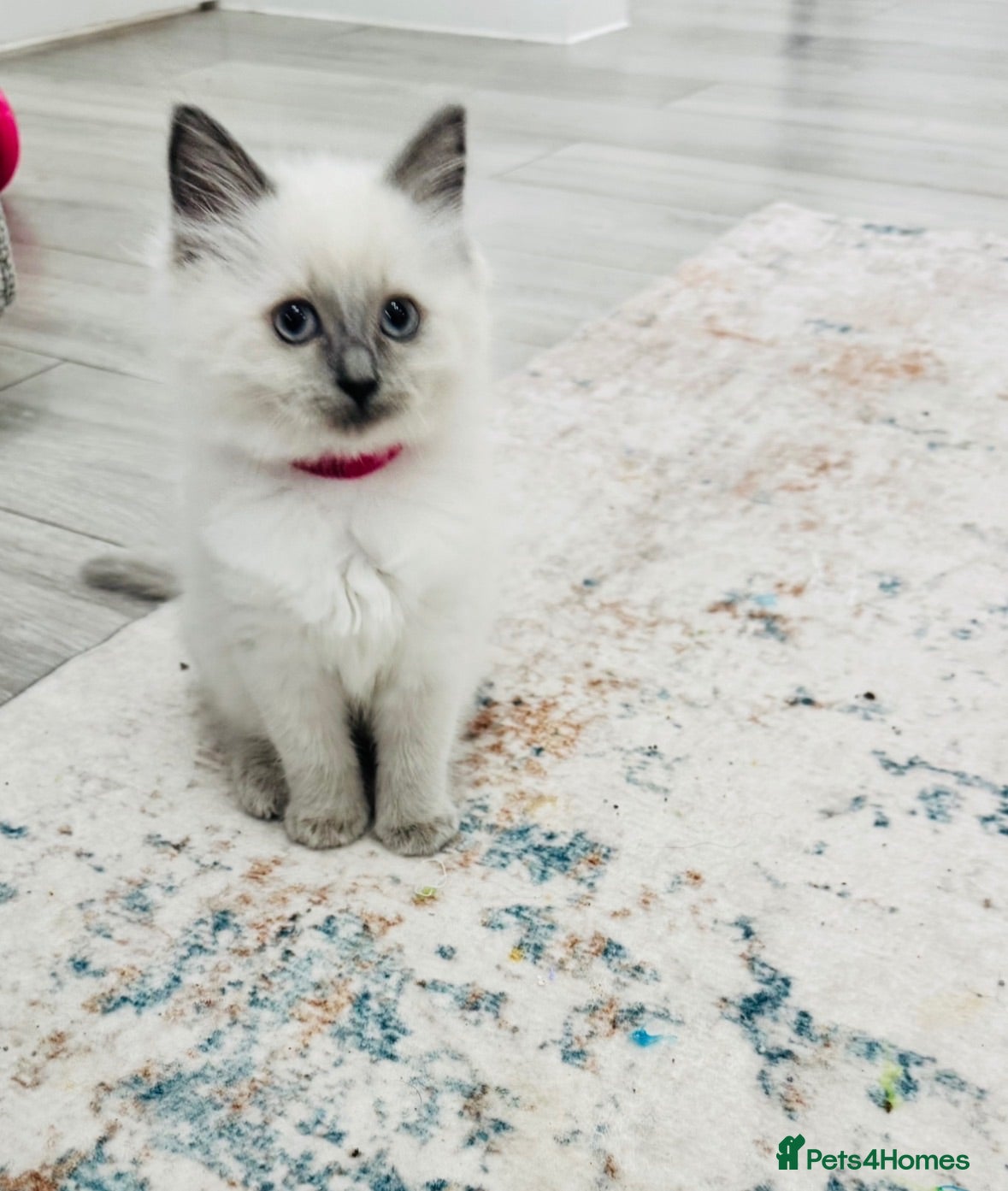 Ragdoll cats 💙Purebred Ragdoll Kittens💙 - Advert 13