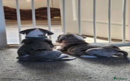 Great Dane dogs for stud: OPEN FOR STUD Stunning Apollo in Bathgate - Image 29