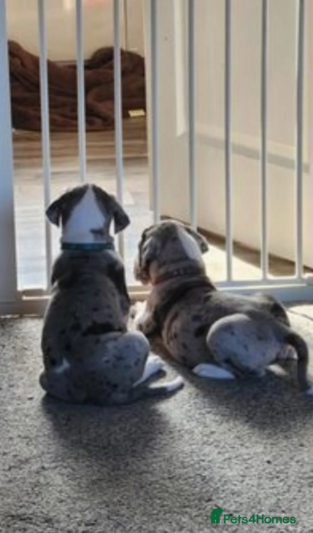 Great Dane dogs for stud: OPEN FOR STUD Stunning Apollo in Bathgate - Advert 29