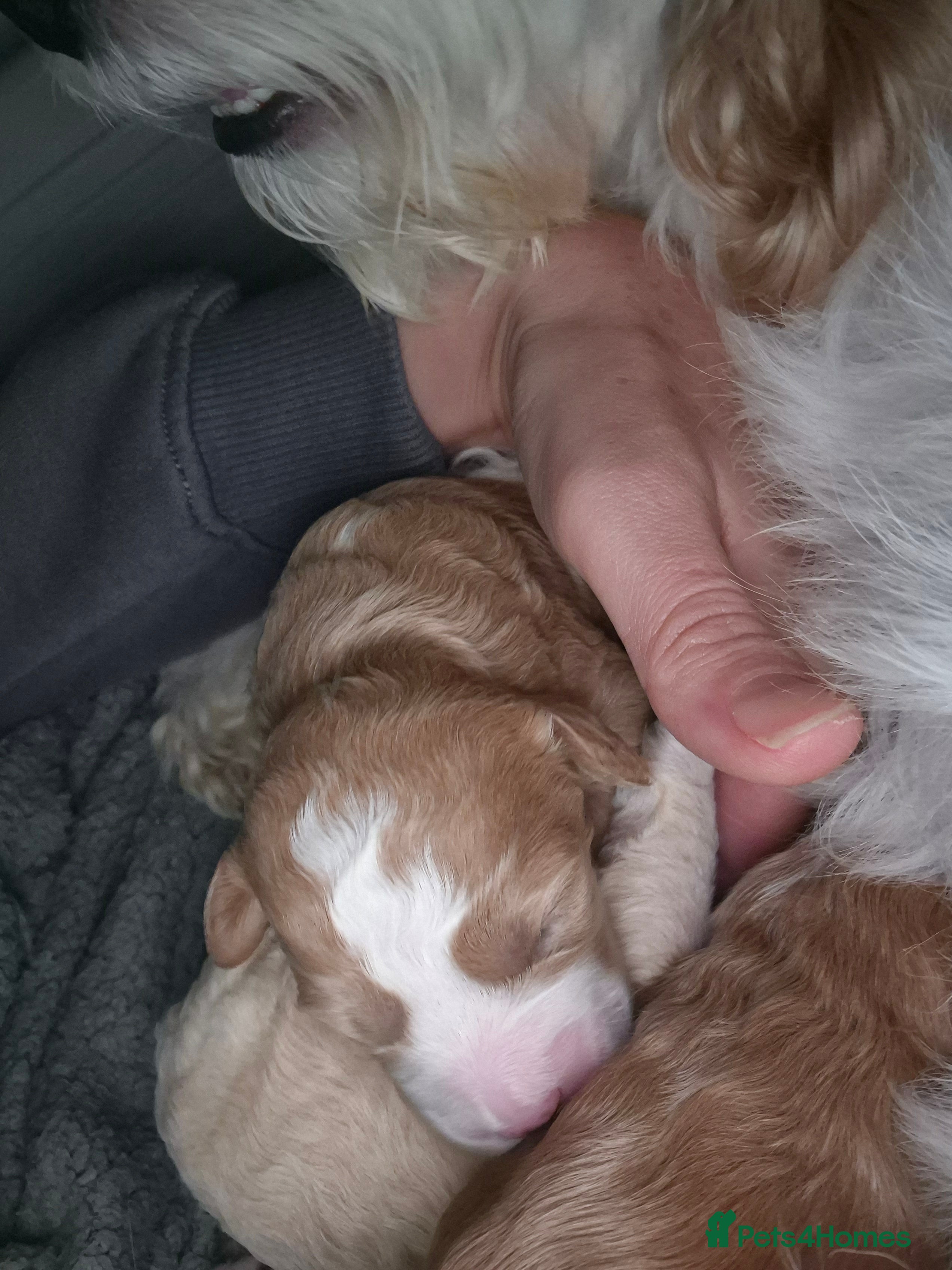 Cavapoochon dogs 3 pretty girls - Advert 1