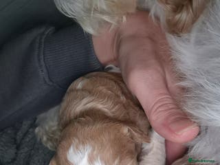 Cavapoochon dogs 3 pretty girls - Advert 14