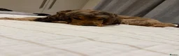 Cocker Spaniel dogs for sale: 13months old cocker spaniel male  in Stoke-on-Trent - Advert 3