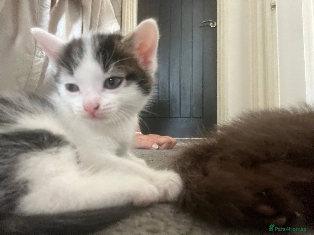 British Shorthair cats for sale: Beautiful white and tabby kitten  - Image 1