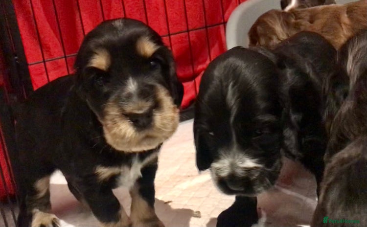 Cocker Spaniel dogs - Advert 14