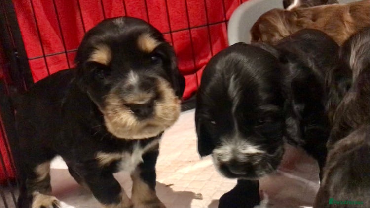 Cocker Spaniel dogs - Advert 14