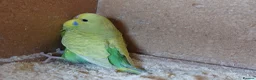Budgerigars birds for sale: Baby Budgies For Sale. Born In April - Advert 4