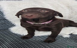 Labrador Retriever dogs for sale: female chocolate lab  - Image 1