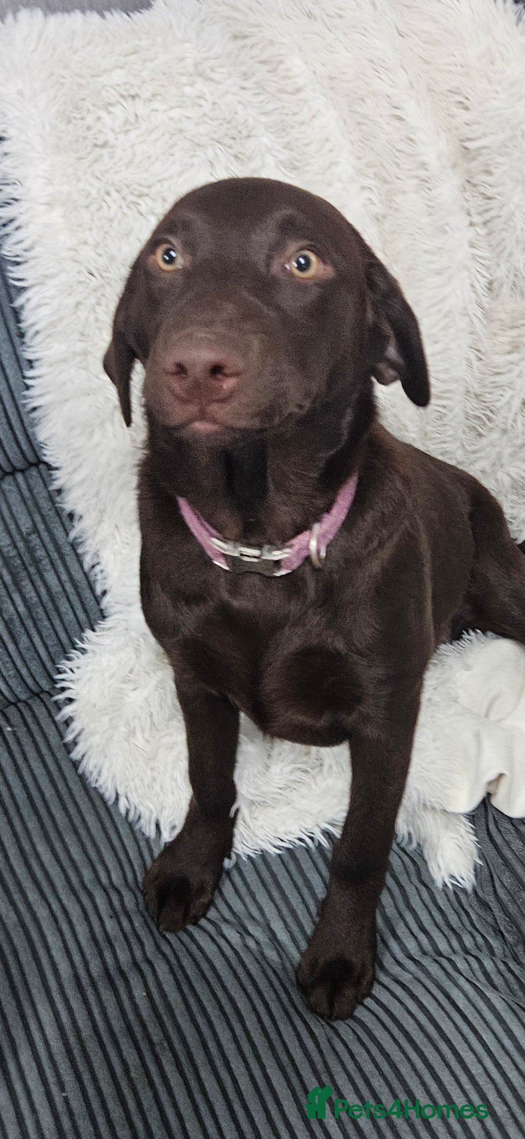 Labrador Retriever dogs for sale: female chocolate lab  - Image 1