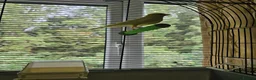 Canaries birds for sale: Beautiful Young Canaries For Sale - Advert 3