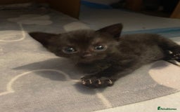 British Shorthair cats for sale: Gorgeous female kittens  - Image 4