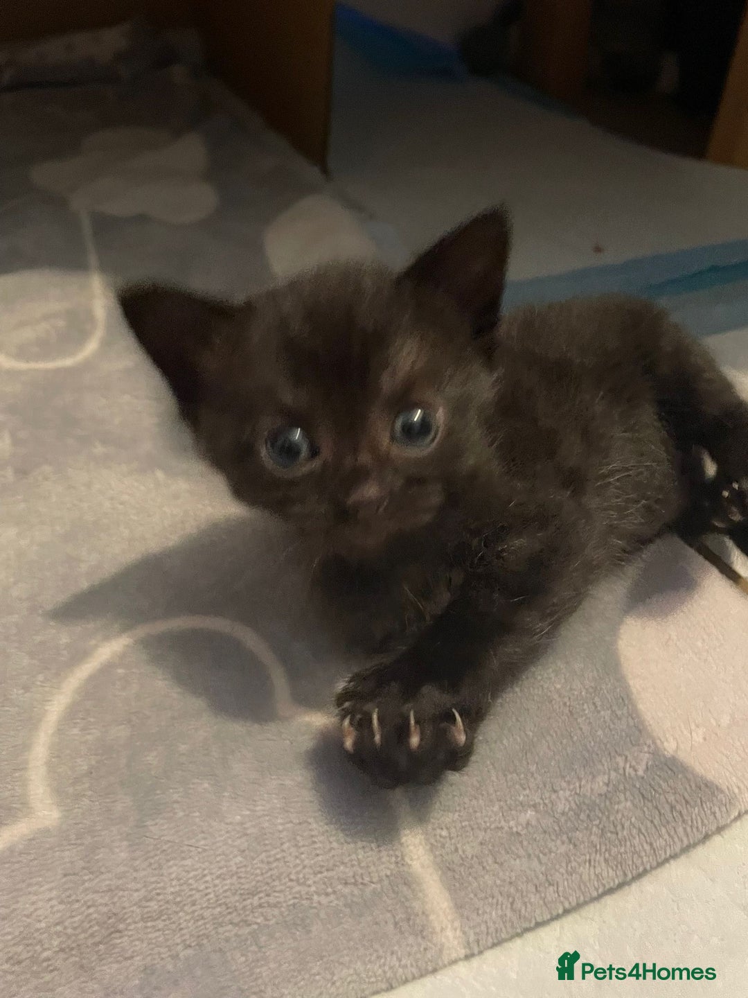 British Shorthair cats for sale: Gorgeous female kittens  - Image 4