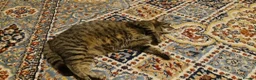 Mixed Breed cats for sale: Lovely kittens 🐈‍⬛ - Advert 5