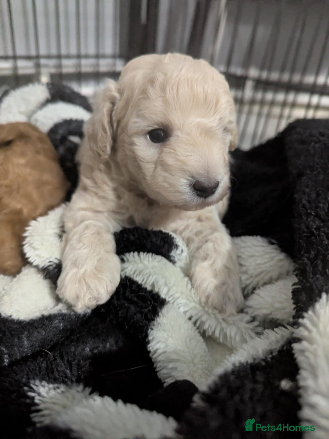 Poochon dogs for sale: Two gorgeous Poochon puppies - Image 3