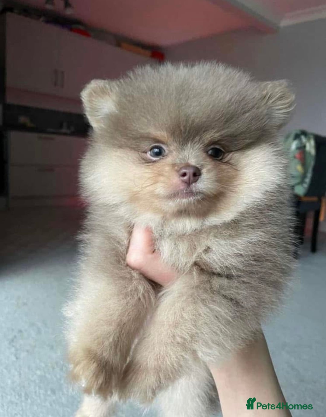 Pomeranian dogs for stud: Beautiful POMERANIAN ready for stud 🐻 - Image 7