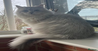 Maine Coon cats - Advert 3