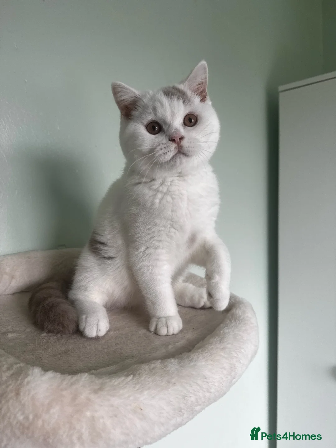 British Shorthair cats for sale: Chunky male  - Advert 5