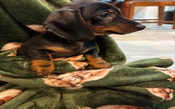 Dachshund dogs for sale: 5 stunning Dachshund puppies - Image 14