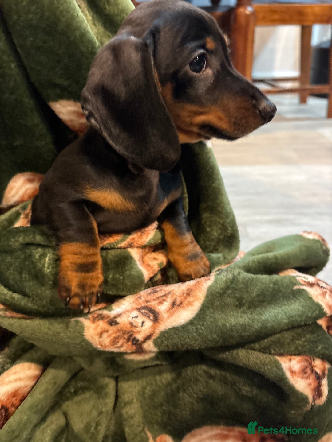 Dachshund dogs for sale: 5 stunning Dachshund puppies - Image 14