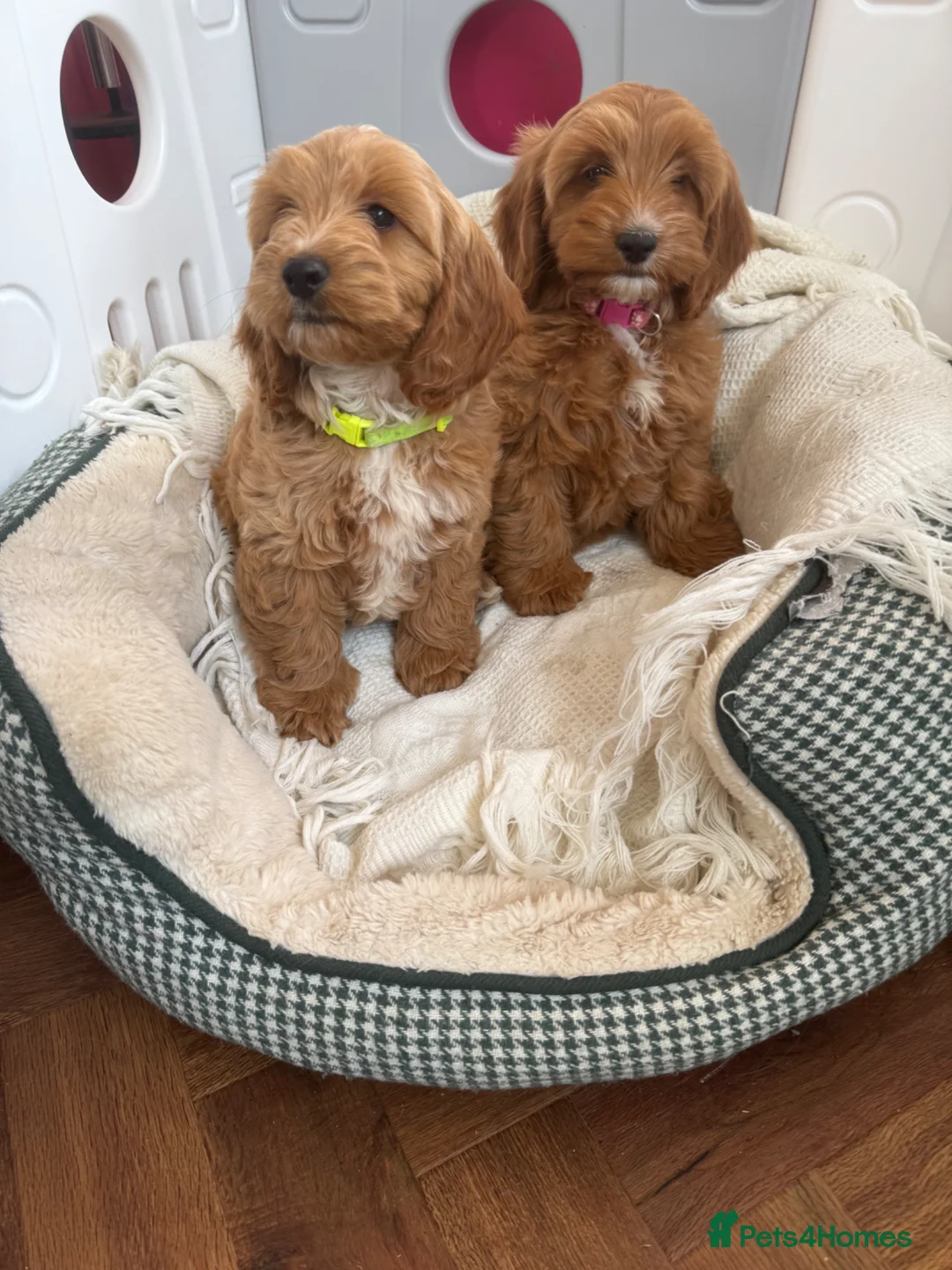 Cockapoo dogs for sale: Gorgeous show type cockapoo Puppys  - Advert 2