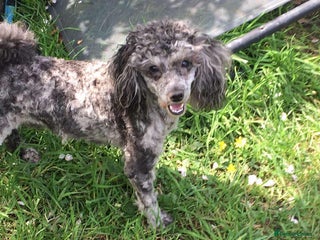 Toy Poodle dogs - Advert 1