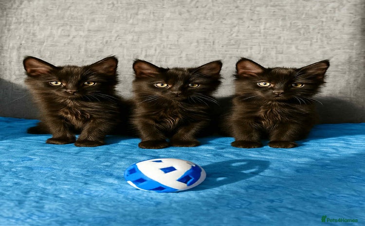 Maine Coon cats - Advert 1