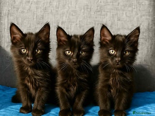 Maine Coon cats - Advert 27