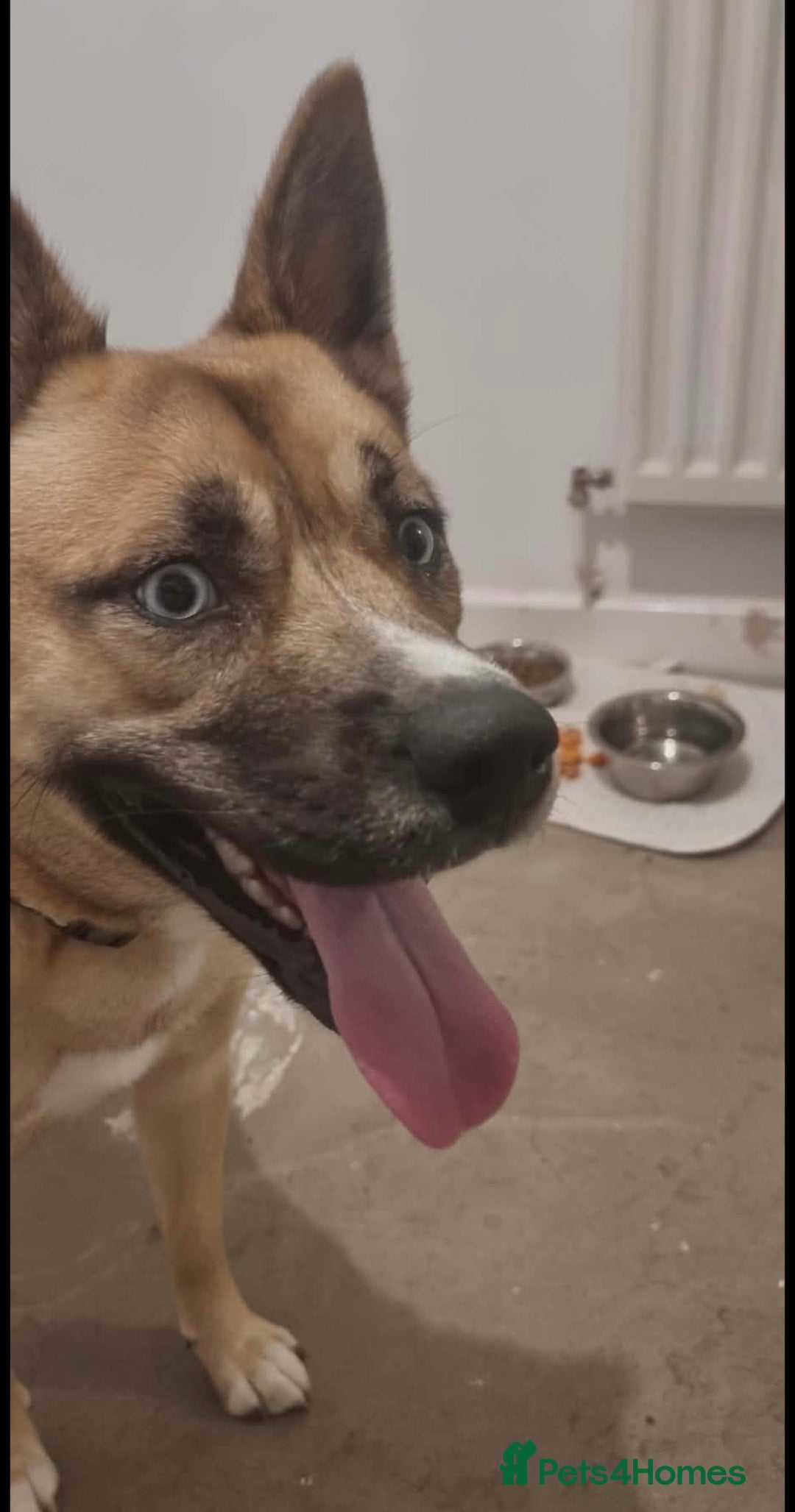 Mixed Breed dogs for sale: Husky cross frenchie  - Advert 2