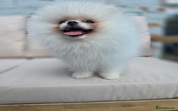 Pomeranian dogs for sale: Pure white Korean Pomeranian in Nottingham - Image 7