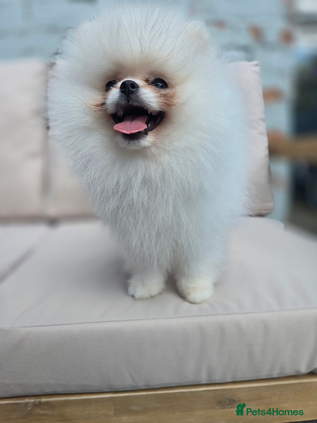 Pomeranian dogs for sale: Pure white Korean Pomeranian in Nottingham - Image 7