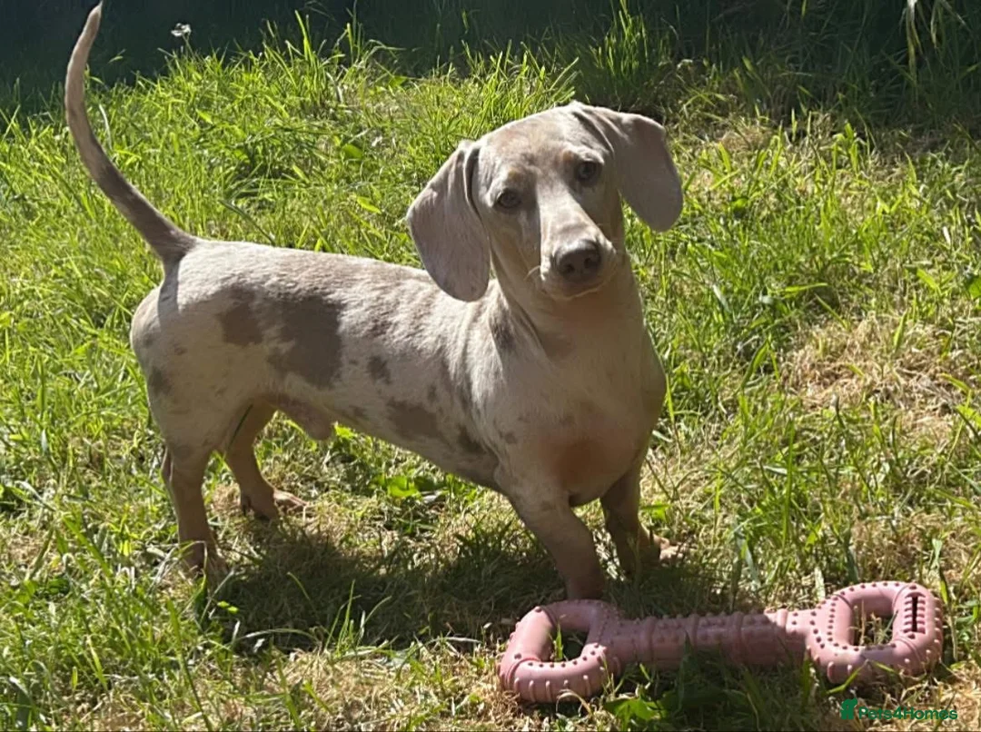 Miniature Dachshund dogs for sale: Miniature Dachshund Isabella’s puppy’s 😍😍 - Advert 2