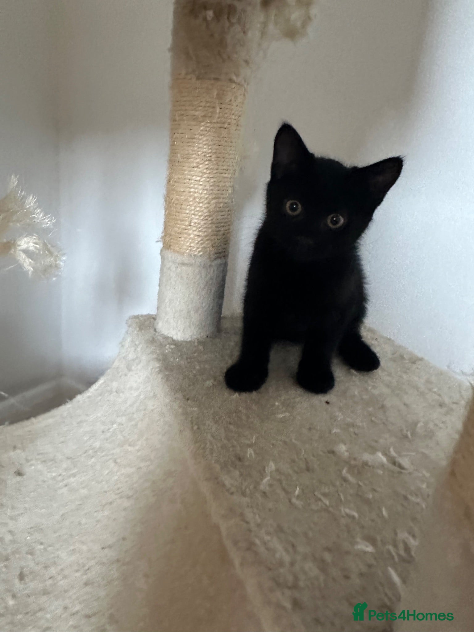 Mixed Breed cats Male and female kittens  - Advert 13