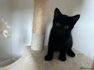 Mixed Breed cats Male and female kittens - Advert 13