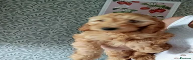 Cockapoo 2